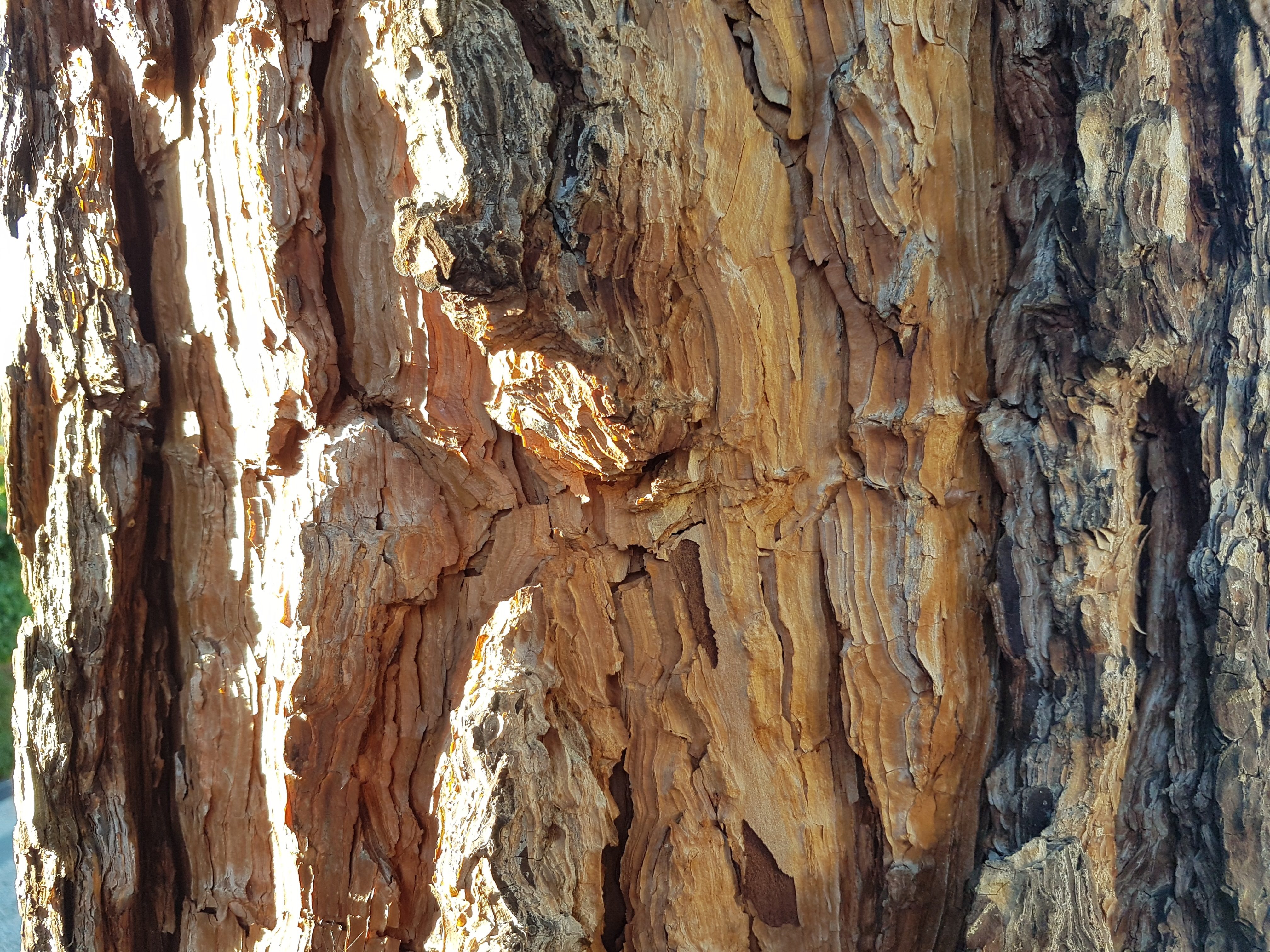 Pine tree bark